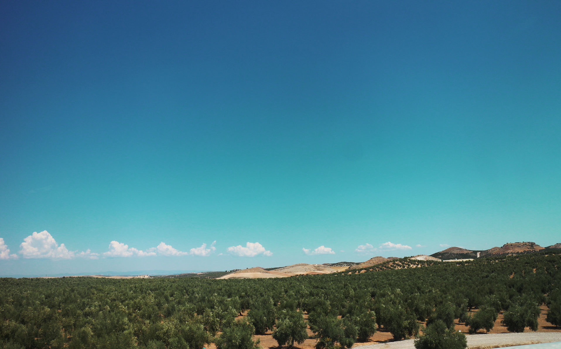 スペイン商店｜オリーブオイル